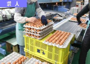 鶴岡市の鈴木養鶏場で働くスタッフの仕事風景。 卵を手際よく パック詰め している様子