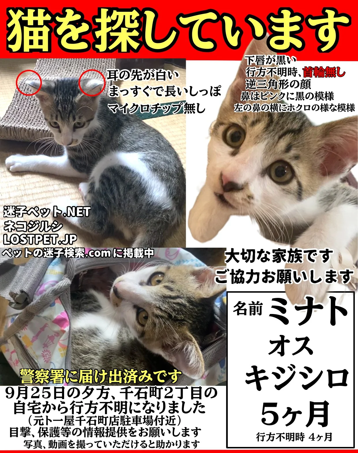 迷い猫を探しています】酒田市千石町の「旧ト一屋千石町」駐車場付近で