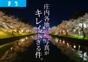 鶴岡公園のお掘の桜の様子