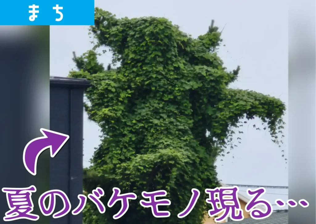 鶴岡市新形町の謎の木