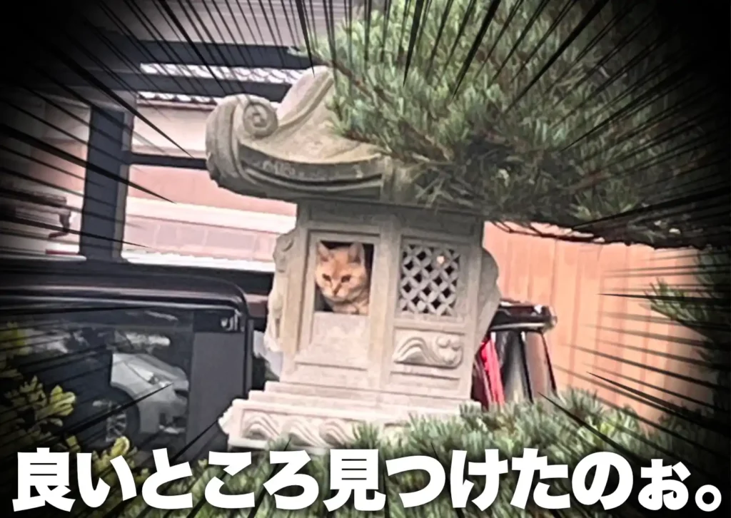 灯籠から顔を出す野良猫